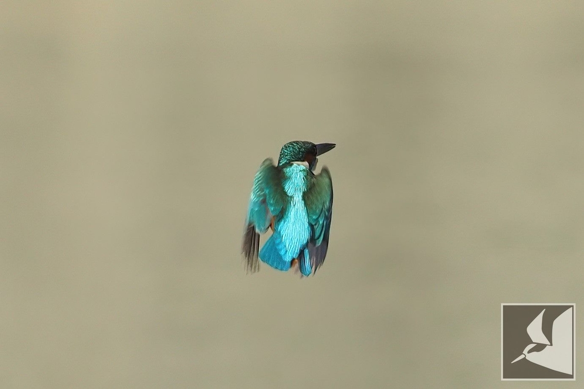 f:id:Okiyasu:20220307214415j:plain