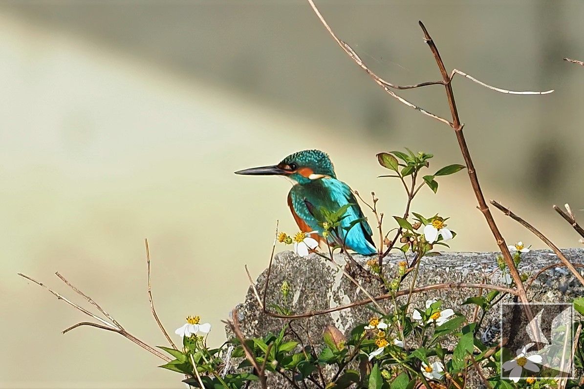 f:id:Okiyasu:20220307214510j:plain