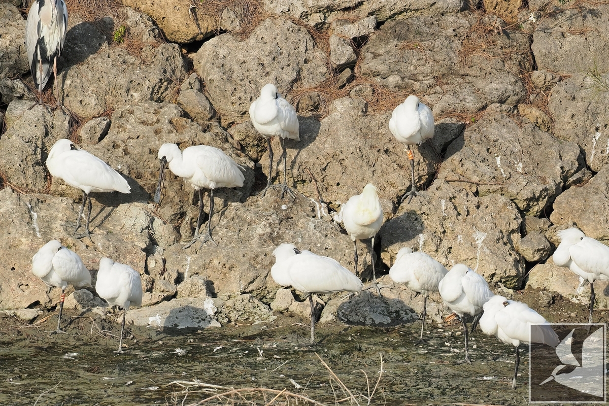 f:id:Okiyasu:20220307214612j:plain