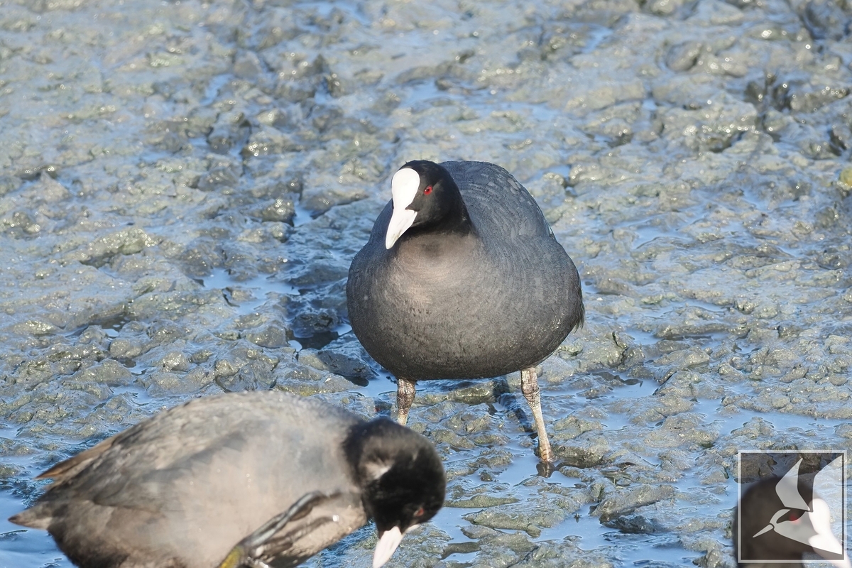 f:id:Okiyasu:20220307214721j:plain