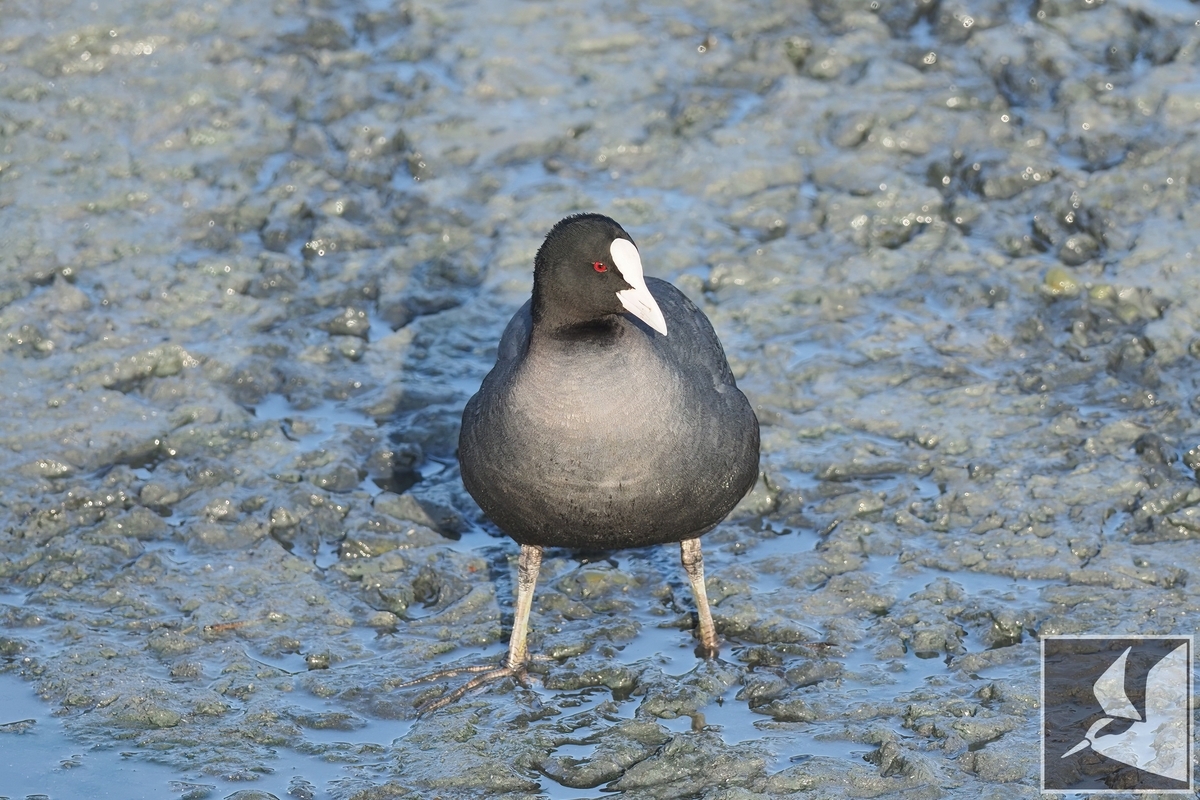 f:id:Okiyasu:20220307214730j:plain