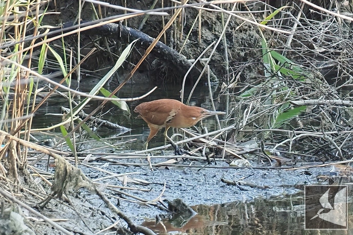 f:id:Okiyasu:20220307214950j:plain