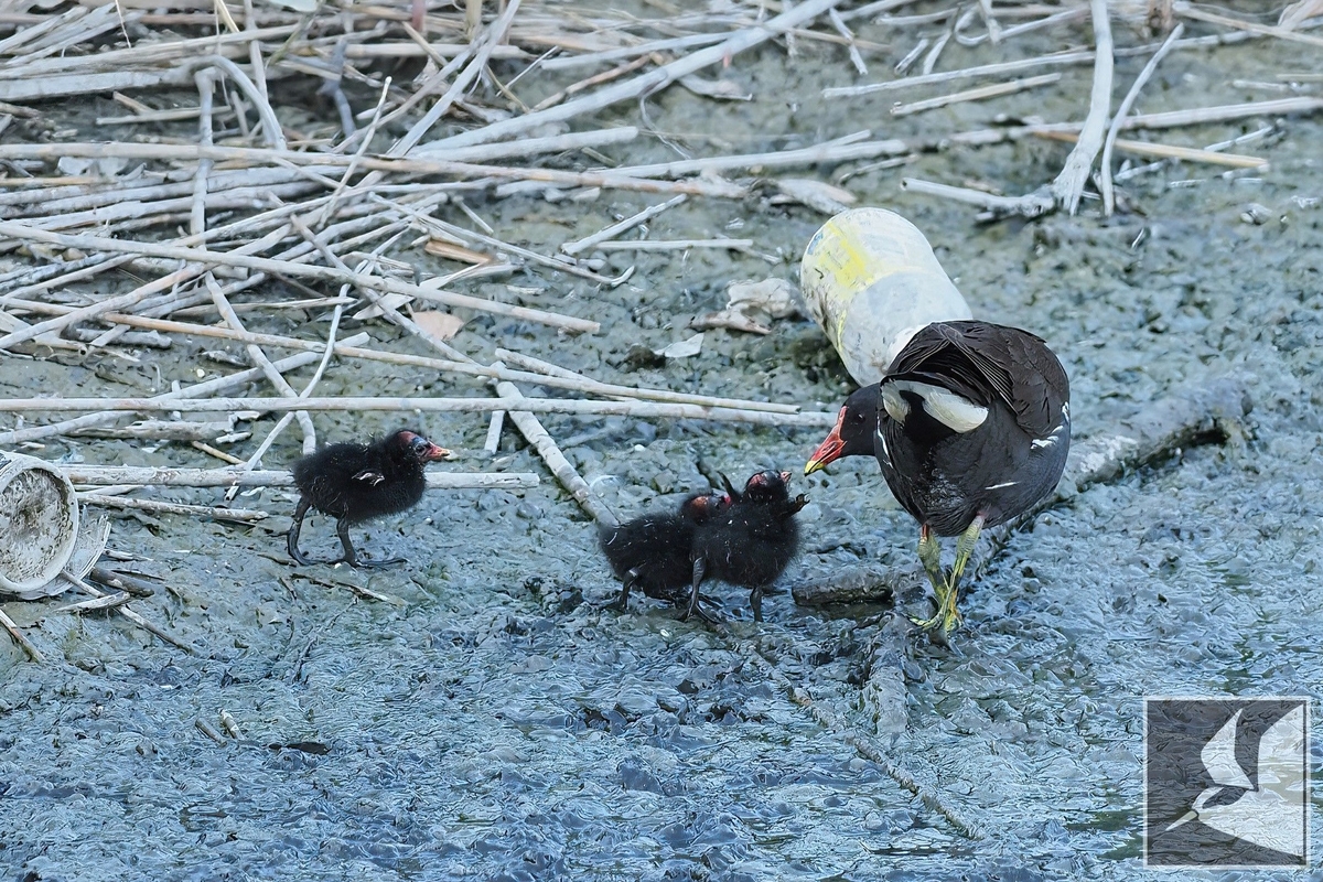 f:id:Okiyasu:20220307215248j:plain