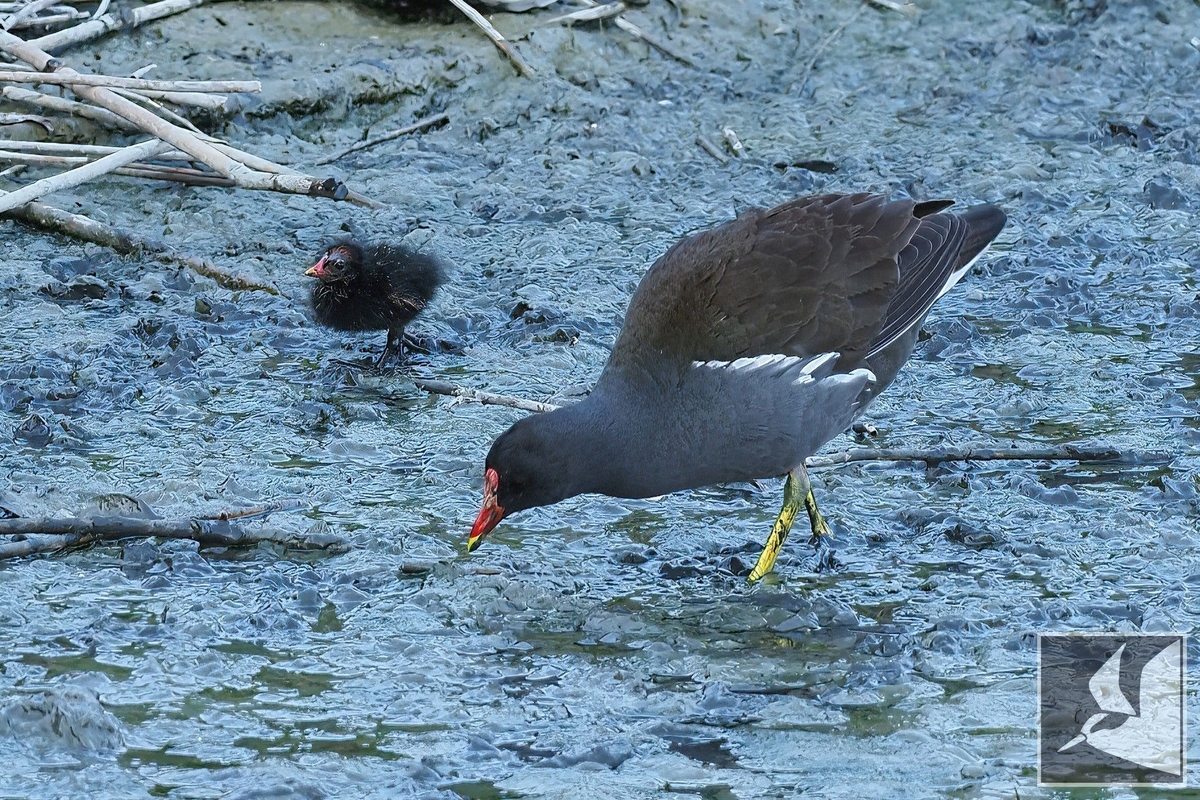 f:id:Okiyasu:20220307215330j:plain