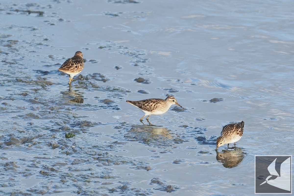 f:id:Okiyasu:20220307215408j:plain