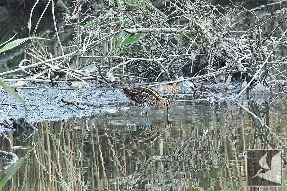 f:id:Okiyasu:20220307215529j:plain