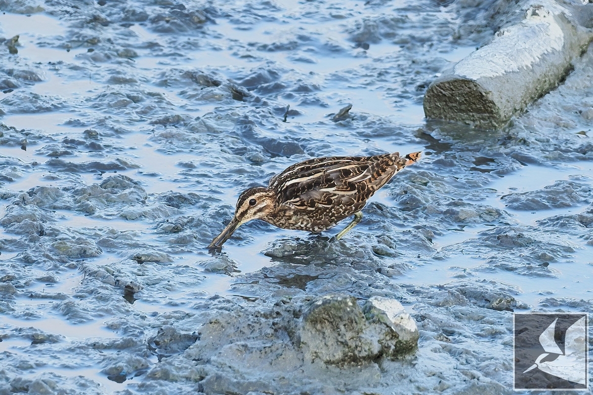 f:id:Okiyasu:20220307215602j:plain