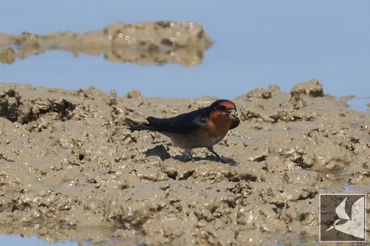 空飛ぶ左官職人リュウキュウツバメ - 沖縄で野鳥観察