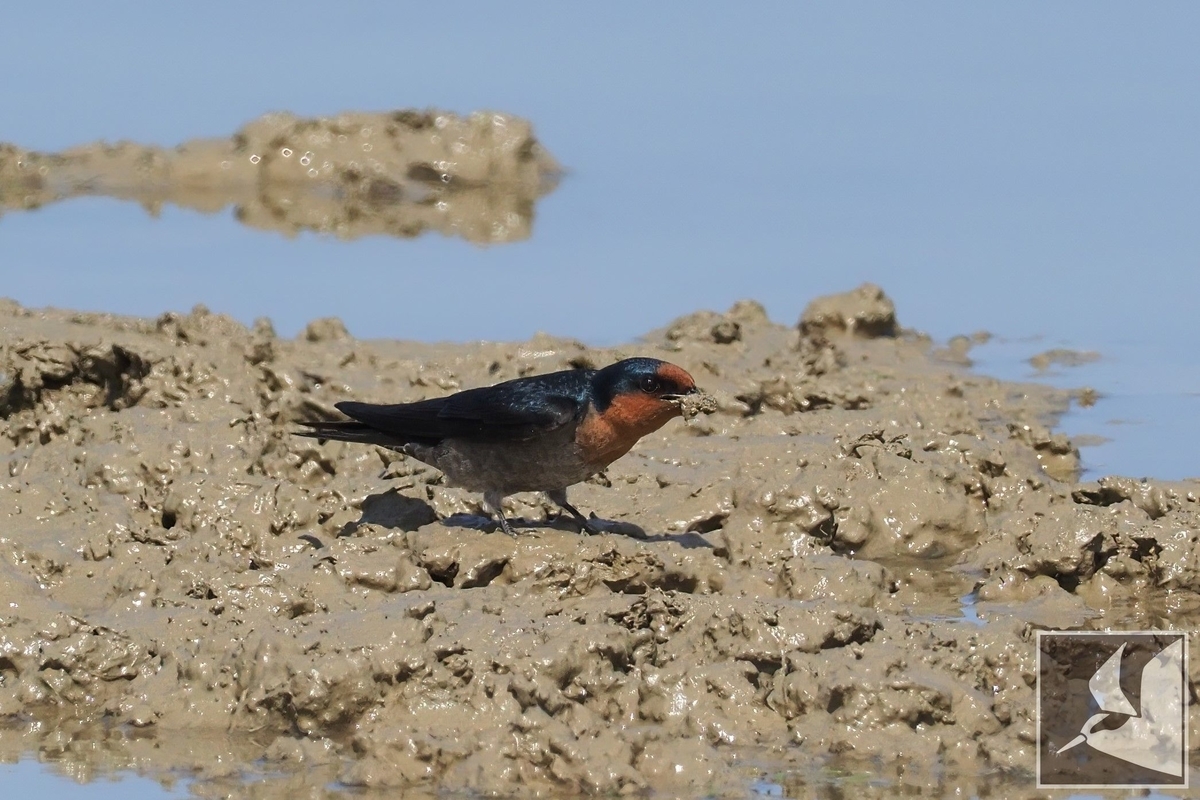 空飛ぶ左官職人リュウキュウツバメ - 沖縄で野鳥観察