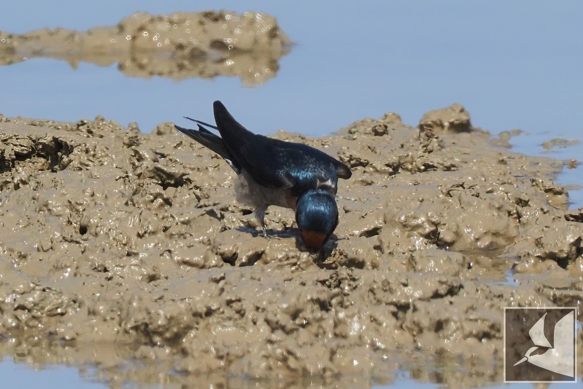 空飛ぶ左官職人リュウキュウツバメ - 沖縄で野鳥観察