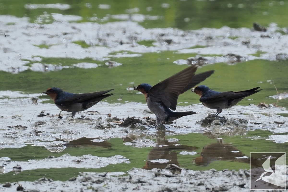 空飛ぶ左官職人リュウキュウツバメ - 沖縄で野鳥観察
