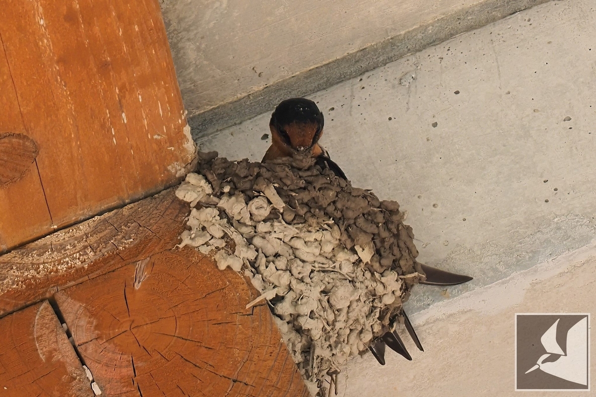 空飛ぶ左官職人リュウキュウツバメ - 沖縄で野鳥観察