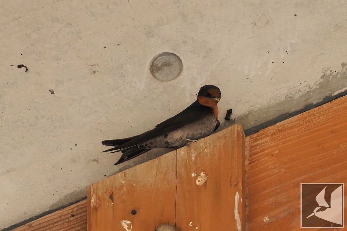 空飛ぶ左官職人リュウキュウツバメ - 沖縄で野鳥観察