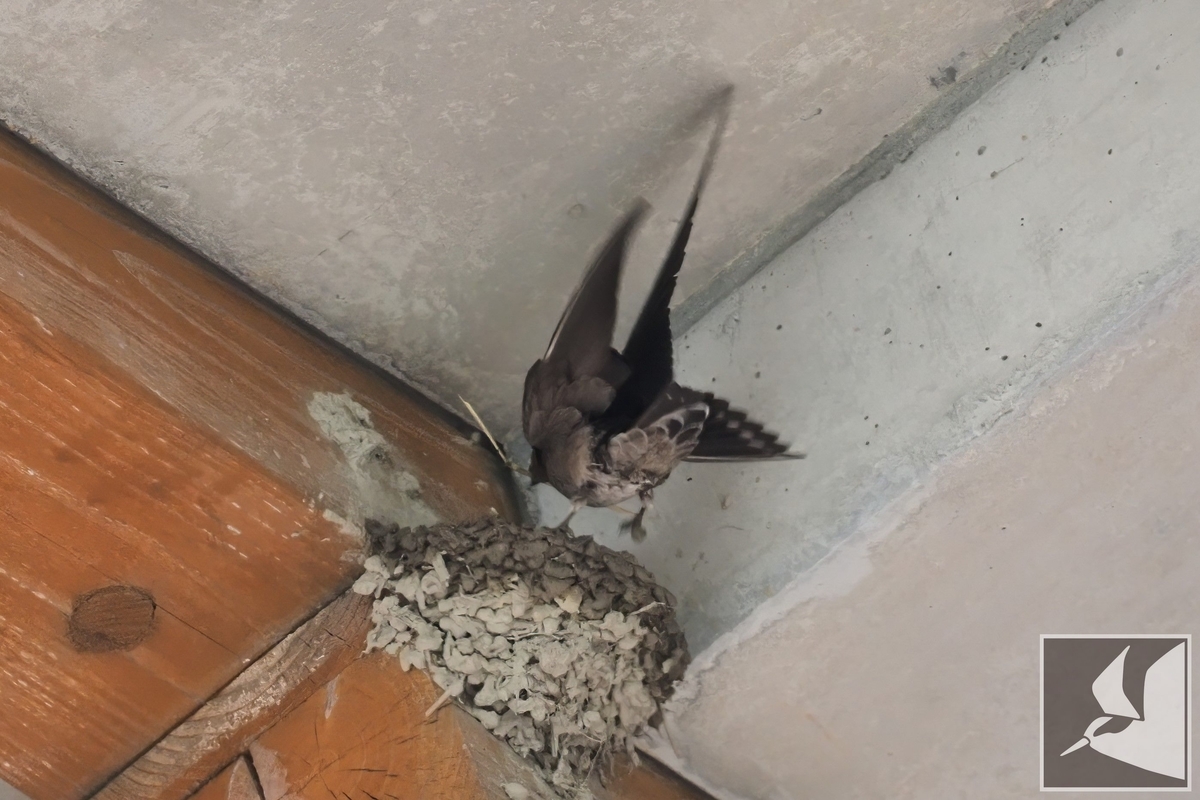 リュウキュウツバメ　バードカービング 空飛ぶ左官職人リュウキュウツバメ - 沖縄で野鳥観察