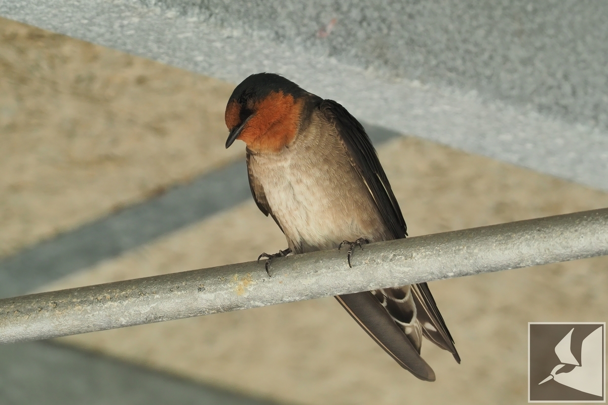 空飛ぶ左官職人リュウキュウツバメ - 沖縄で野鳥観察