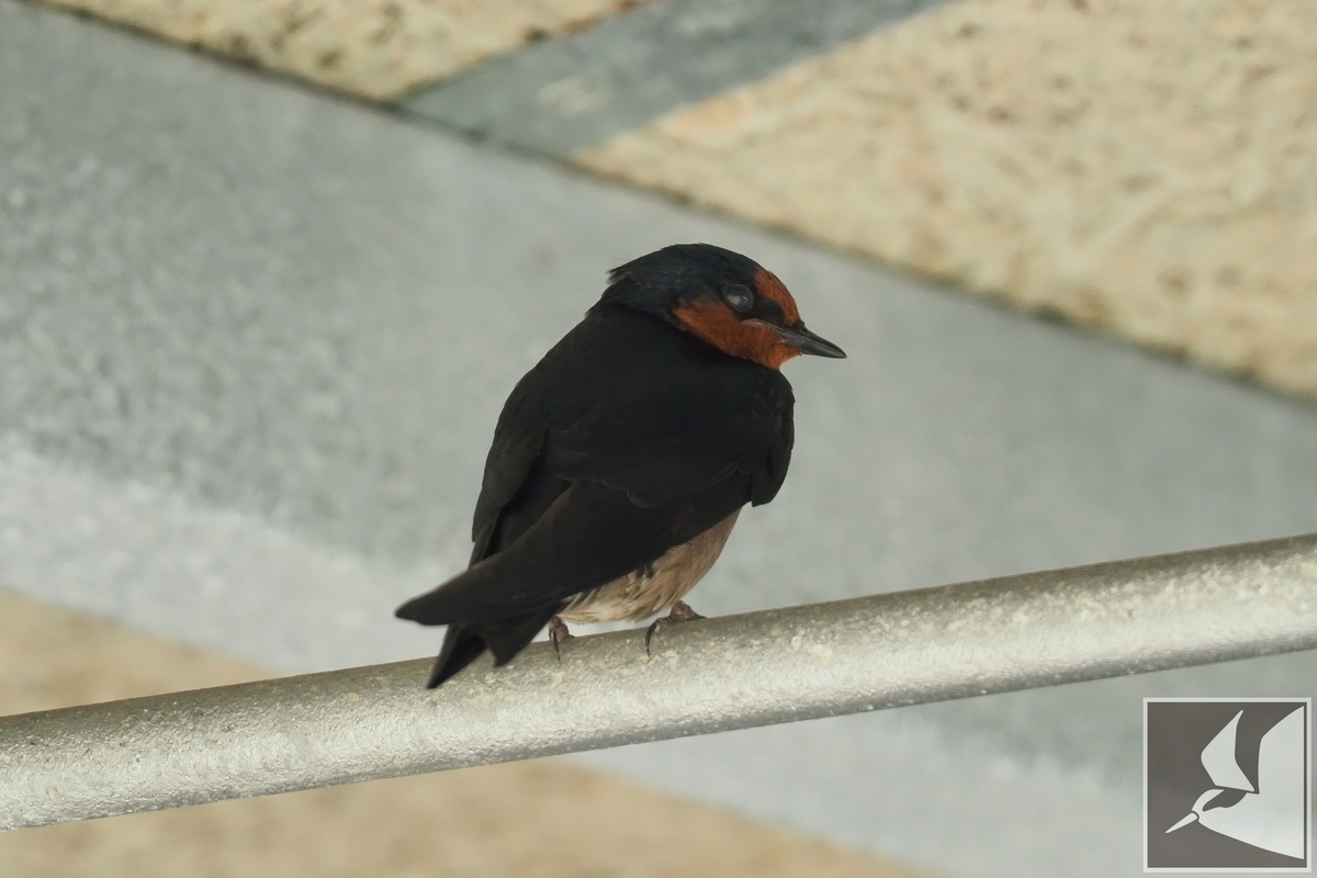 空飛ぶ左官職人リュウキュウツバメ - 沖縄で野鳥観察