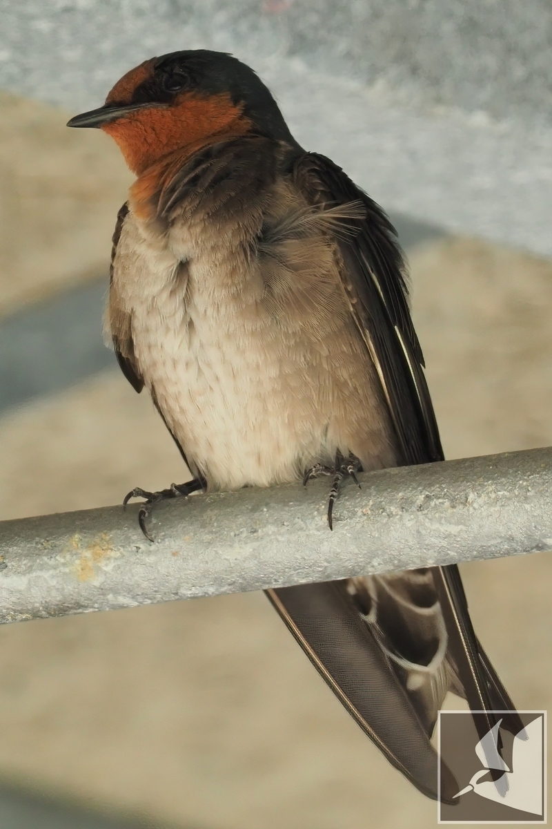 空飛ぶ左官職人リュウキュウツバメ - 沖縄で野鳥観察