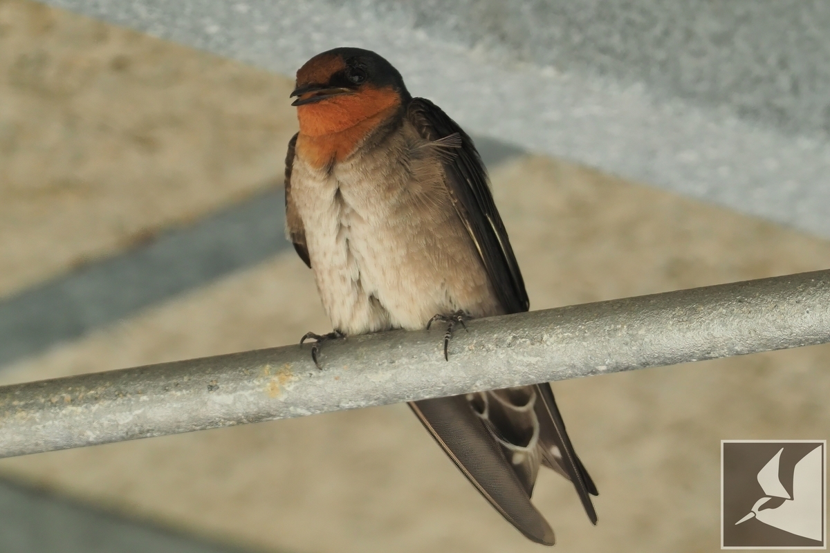 空飛ぶ左官職人リュウキュウツバメ - 沖縄で野鳥観察