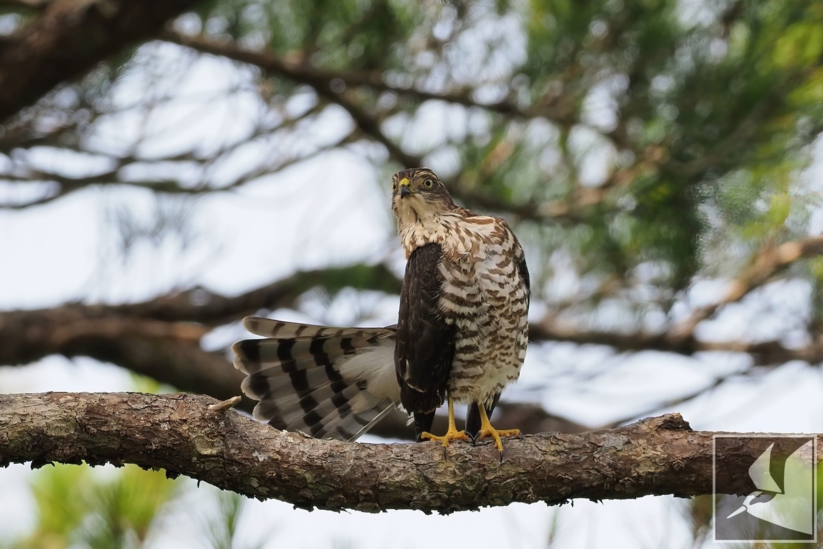 ツミの幼鳥2022（2） - 沖縄で野鳥観察