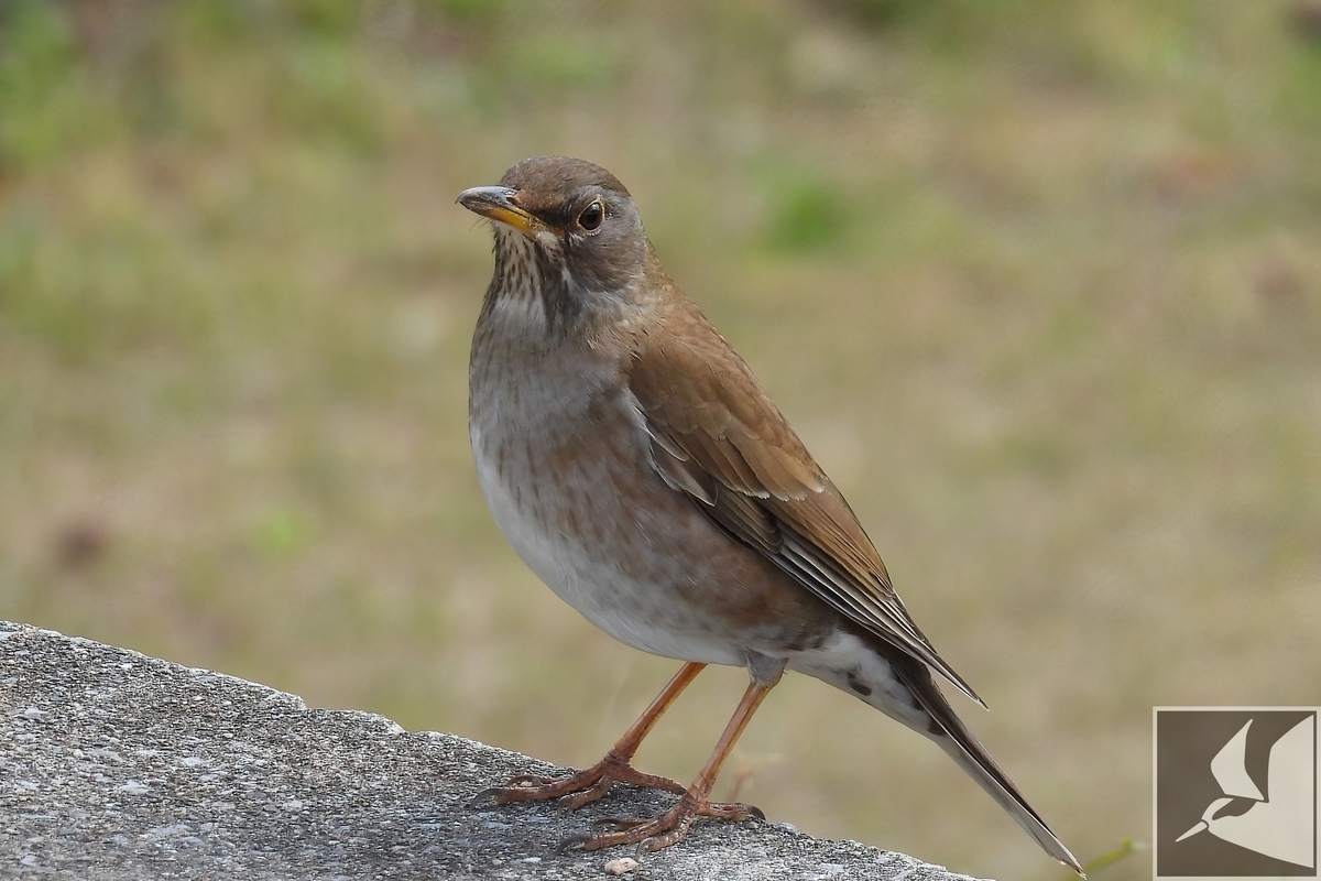 シロハラ 写真まとめ - 沖縄で野鳥観察