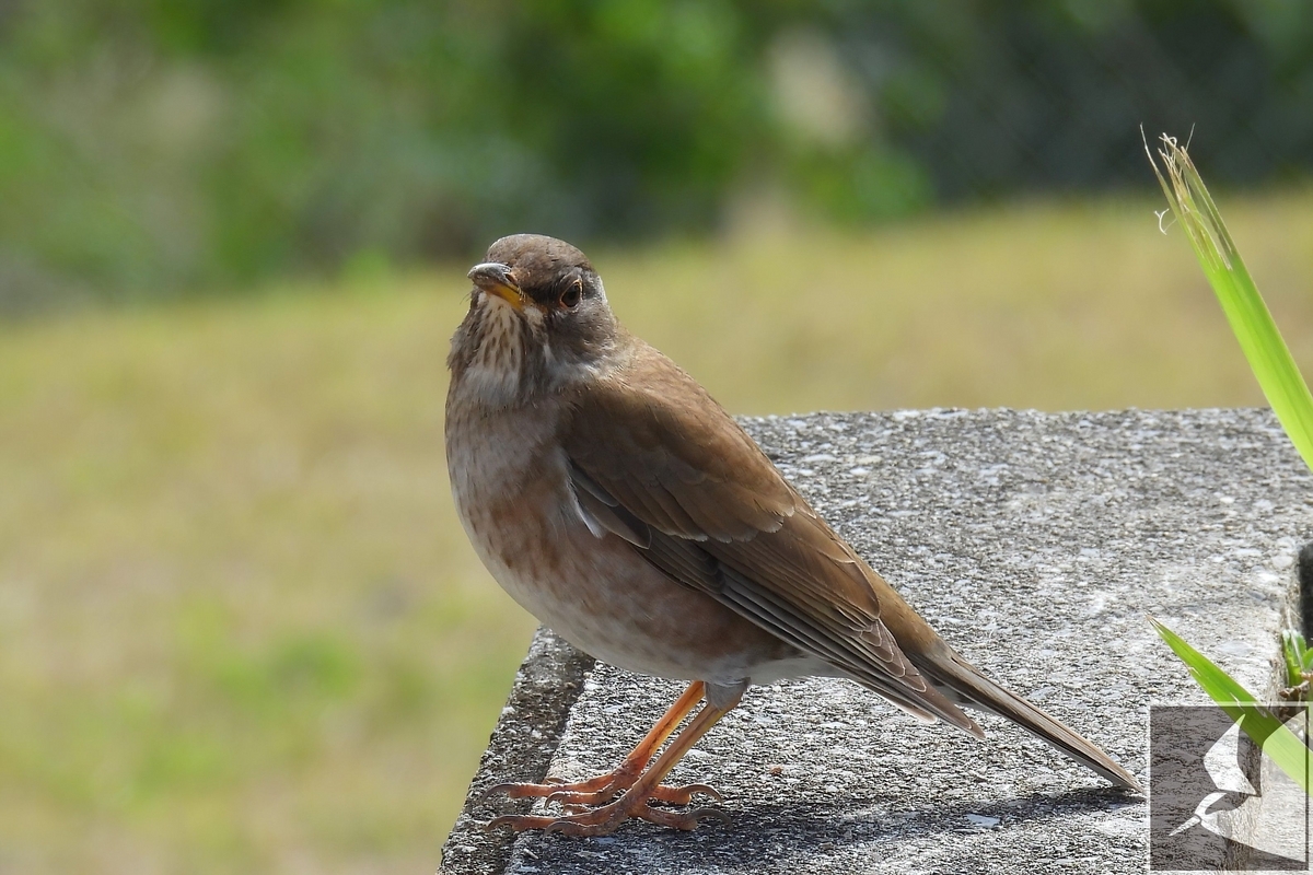シロハラ 写真まとめ - 沖縄で野鳥観察