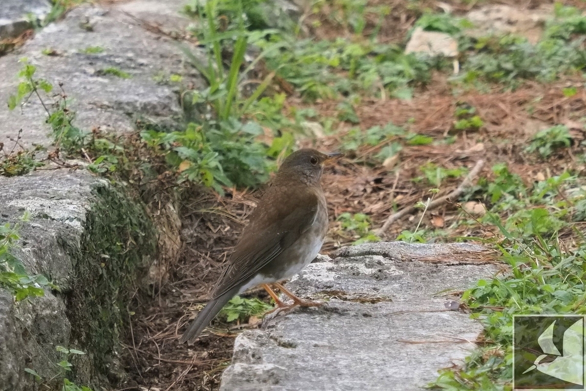 シロハラ 写真まとめ - 沖縄で野鳥観察