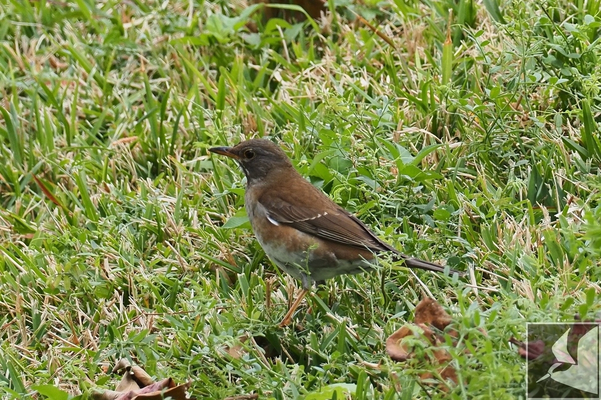 シロハラ シロハラ 写真まとめ - 沖縄で野鳥観察