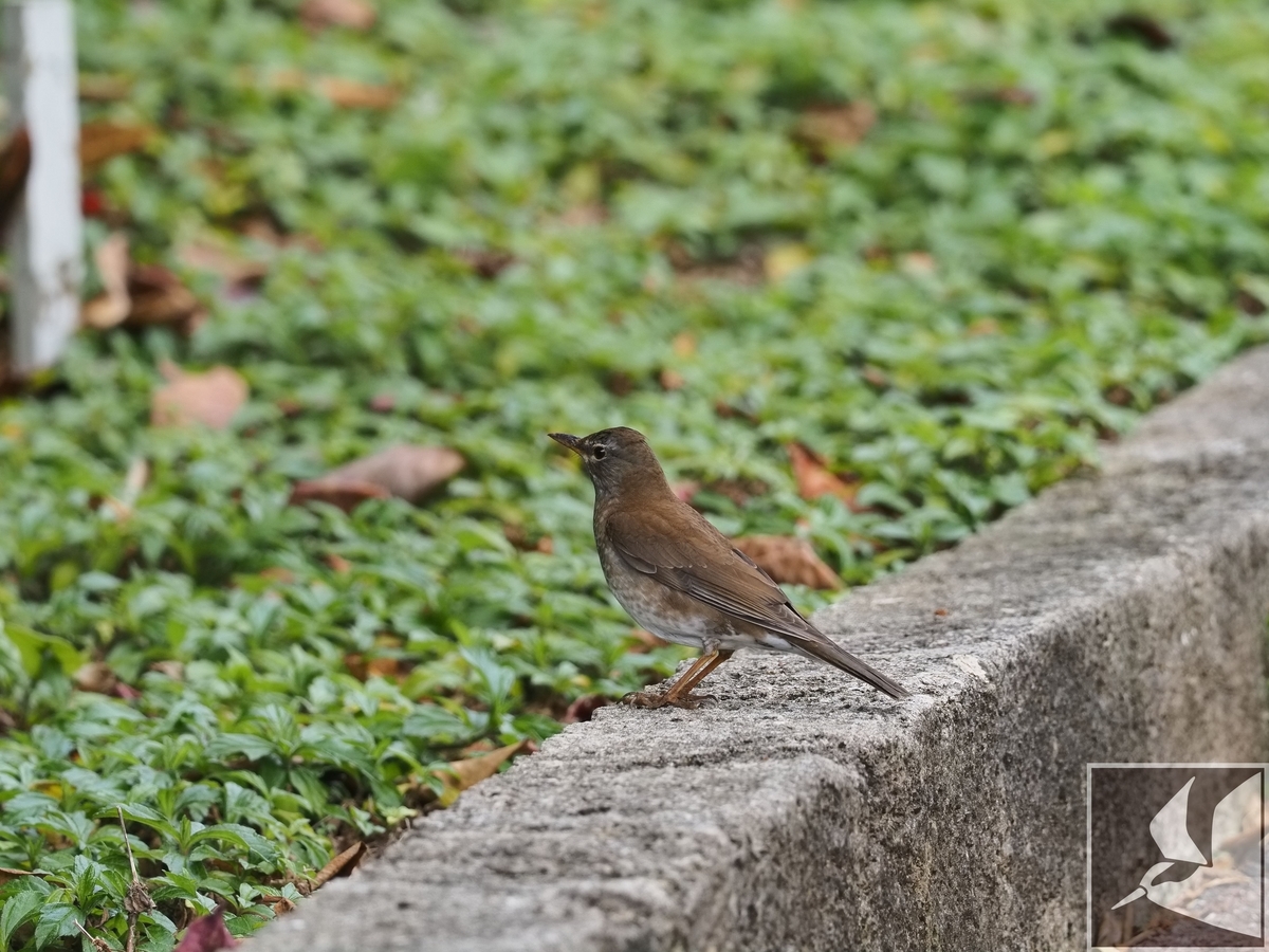 シロハラ 写真まとめ - 沖縄で野鳥観察
