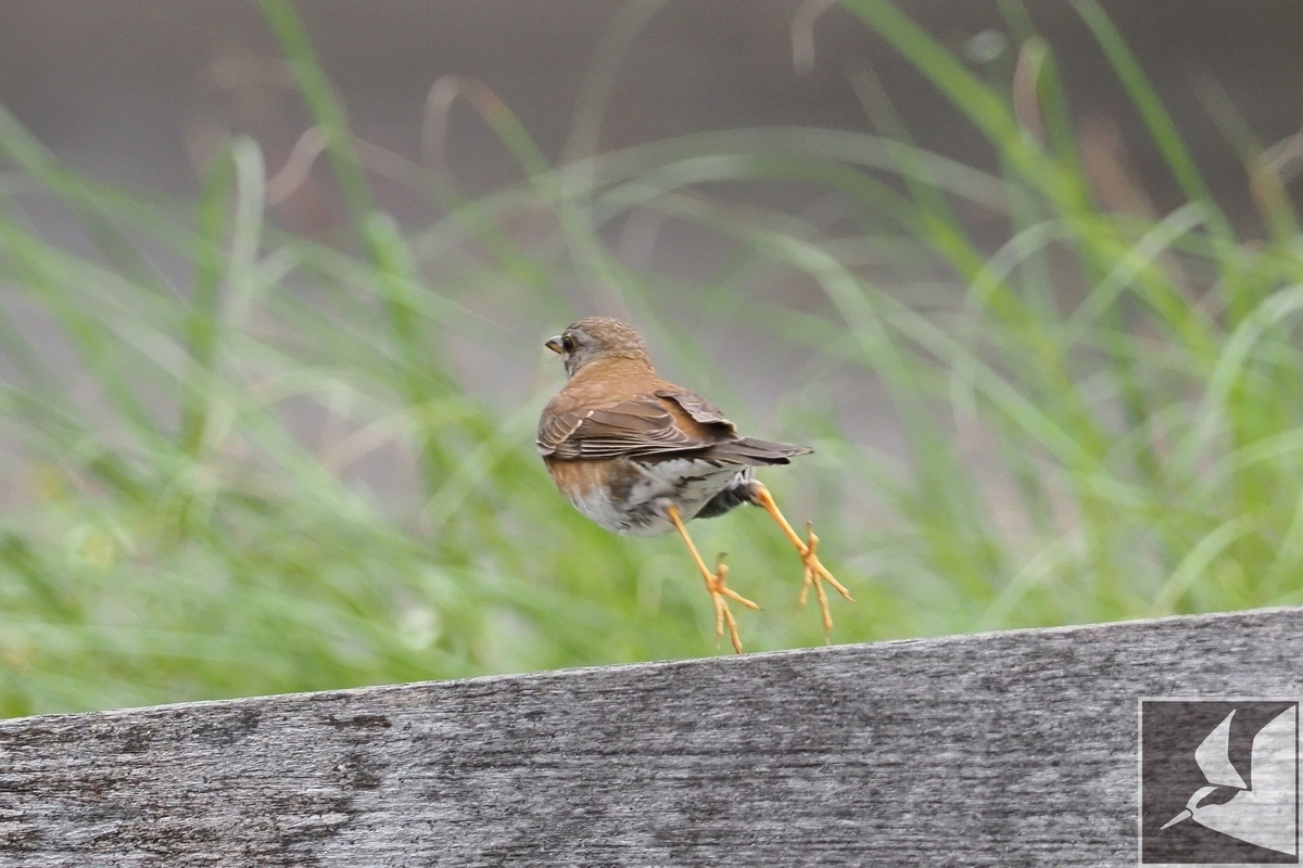シロハラ 写真まとめ - 沖縄で野鳥観察