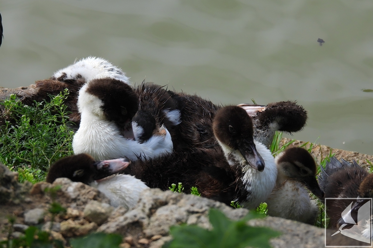 首里城公園のバリケン - 沖縄で野鳥観察