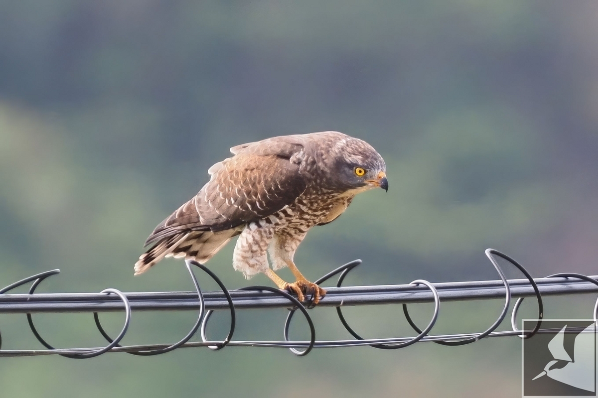 国頭村のサシバたち - 沖縄で野鳥観察