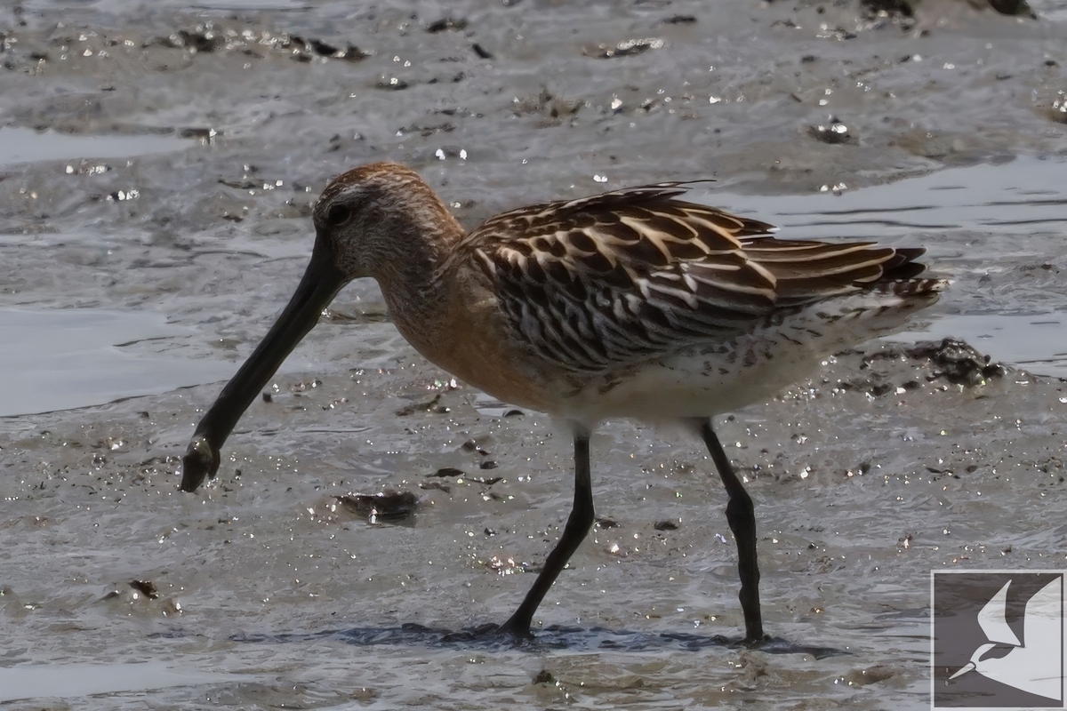 シベリアオオハシシギ(2019年撮影) - 沖縄で野鳥観察