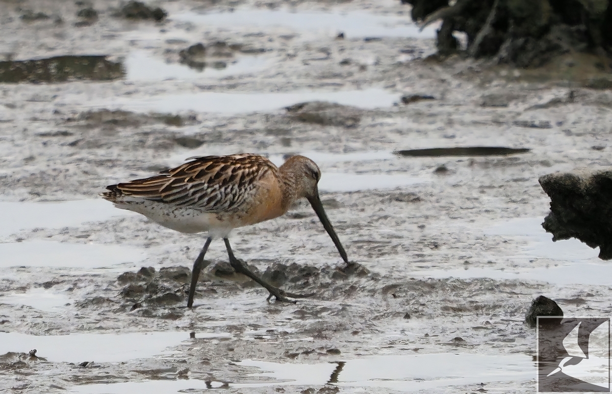 シベリアオオハシシギ(2019年撮影) - 沖縄で野鳥観察