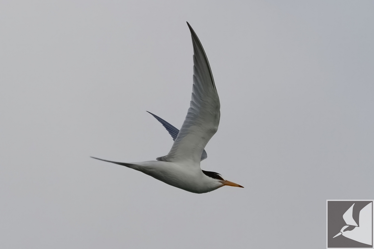 豊見城市のコアジサシ観察 - 沖縄で野鳥観察