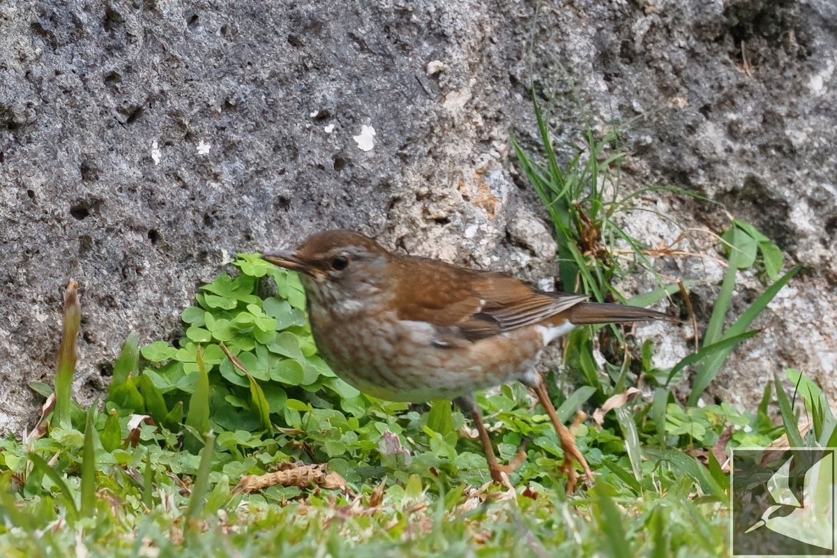 シロハラ♀と♂の見分け方 - 沖縄で野鳥観察
