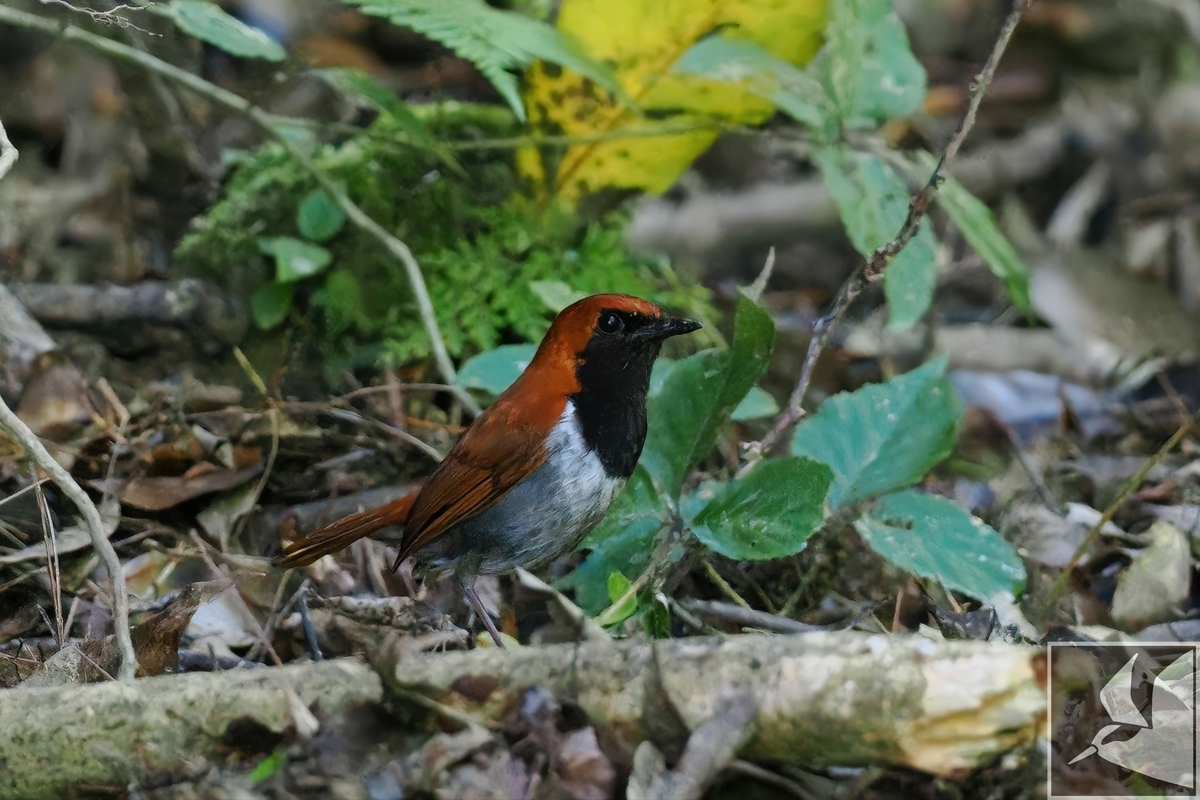 国頭村でのホントウアカヒゲ観察 - 沖縄で野鳥観察