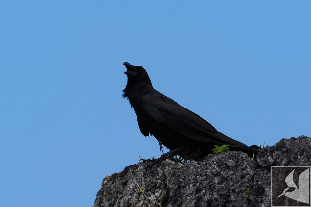 カウパレード　新聞を読むウシ　#11565 楽天市場】ニューバランス FuelCell Rebel v5 大人用 ランニング