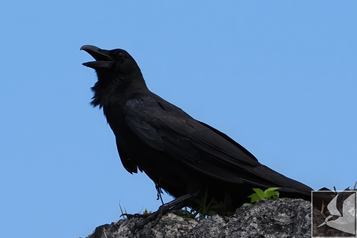 リュウキュウハシブトガラスの観察記録 - 沖縄で野鳥観察
