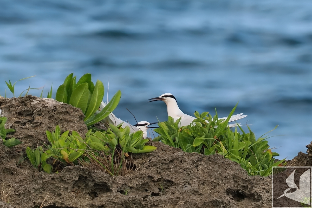 エリグロアジサシが営巣開始 - 沖縄で野鳥観察
