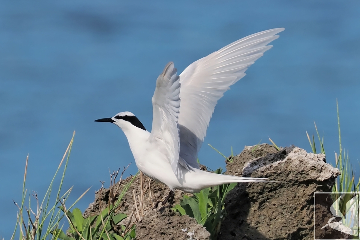 エリグロアジサシの観察記録 - 沖縄で野鳥観察