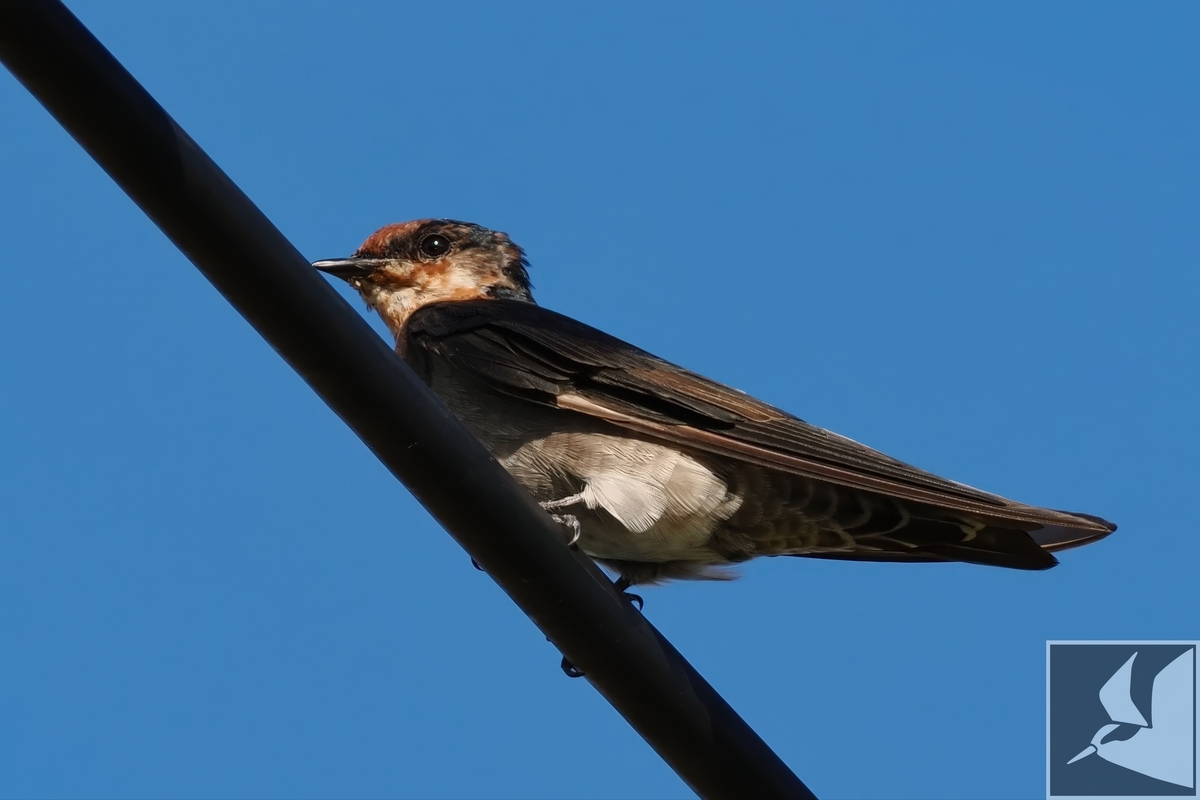 リュウキュウツバメ　バードカービング 秋のリュウキュウツバメ - 沖縄で野鳥観察