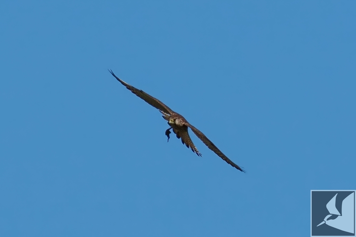 猛禽類写真:金武町の農耕地区 - 沖縄で野鳥観察