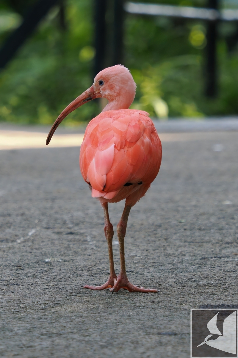 ネオパークオキナワの鳥たち - 沖縄で野鳥観察