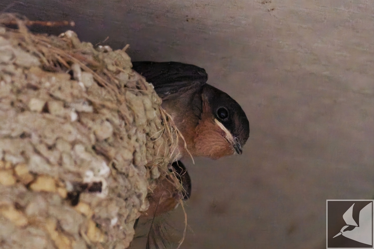 バードウォッチングの記録 2026年4月 - 沖縄で野鳥観察