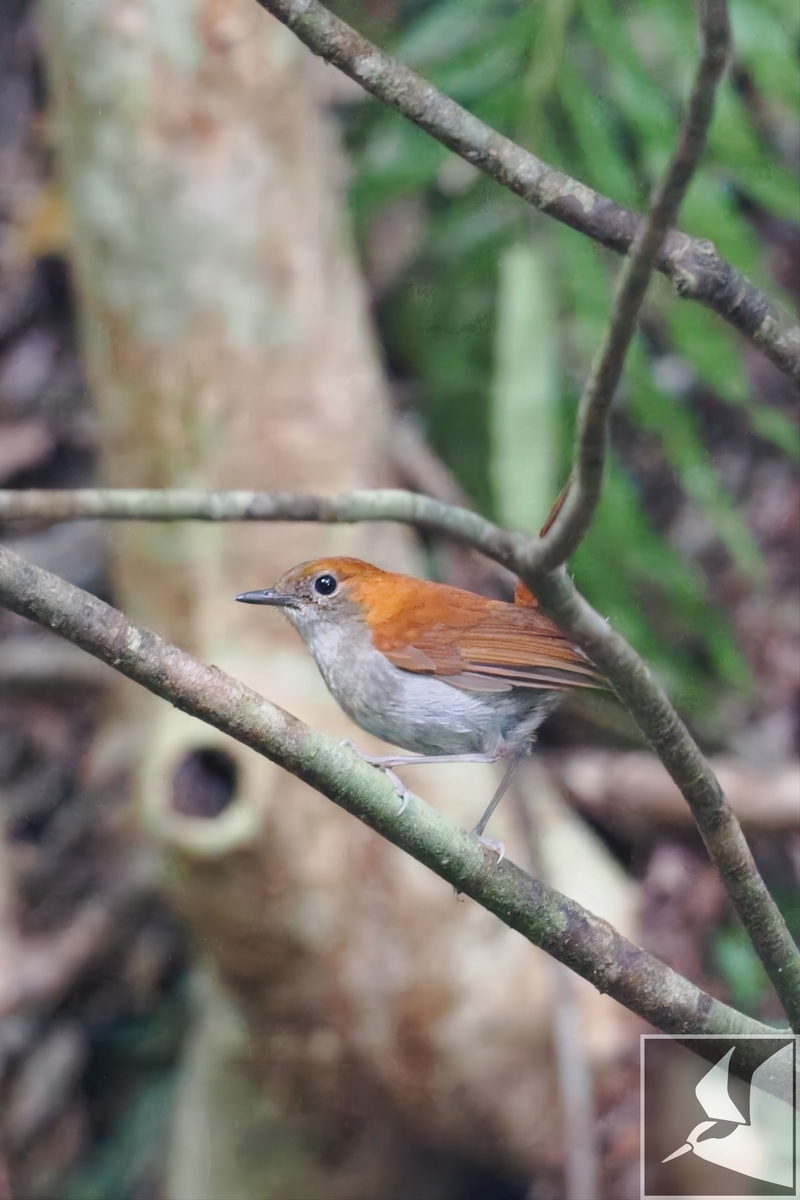 やんばるの森の象徴 ホントウアカヒゲ - 沖縄で野鳥観察
