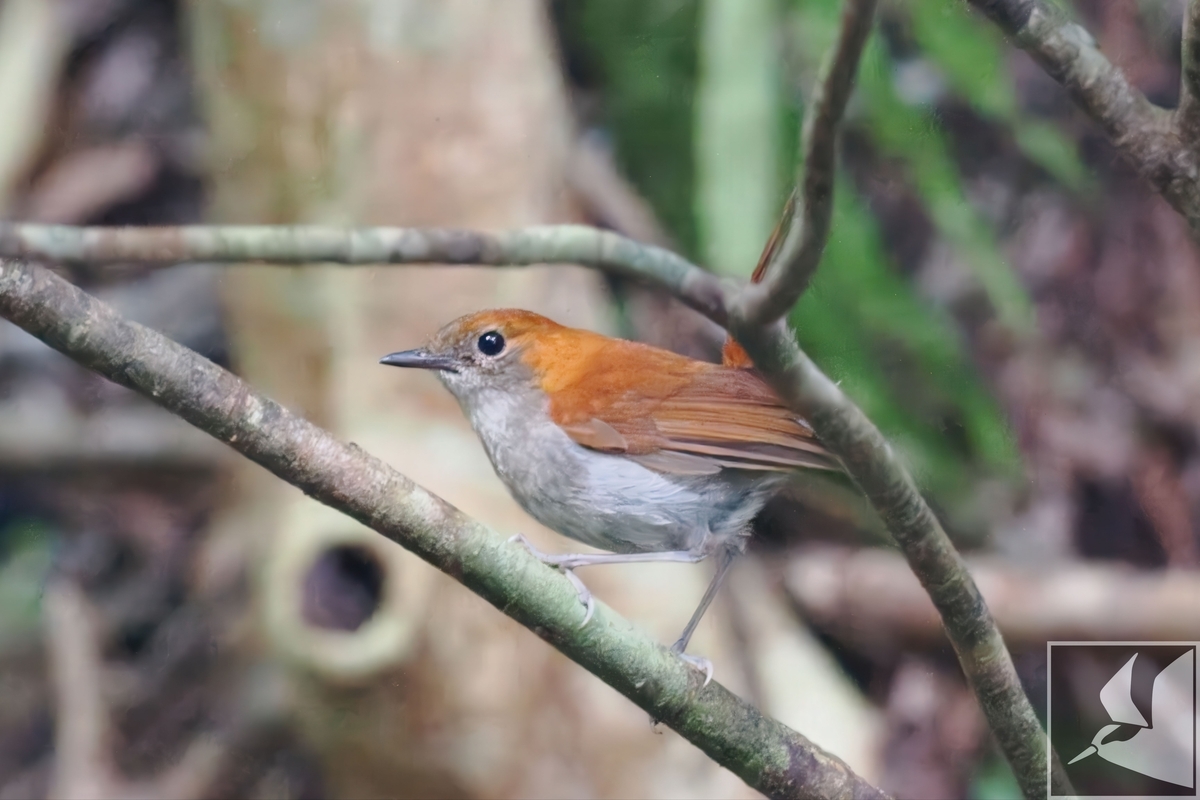 やんばるの森の象徴 ホントウアカヒゲ - 沖縄で野鳥観察
