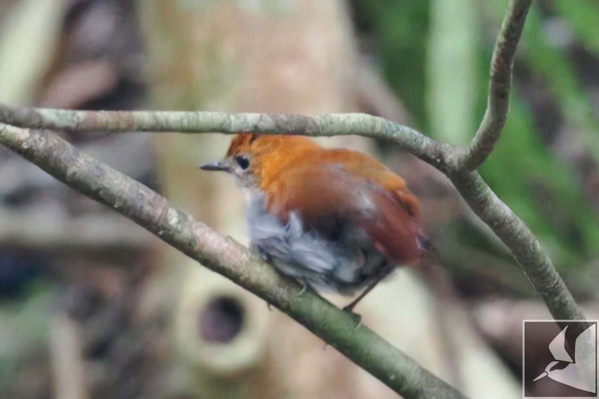 やんばるの森の象徴 ホントウアカヒゲ - 沖縄で野鳥観察