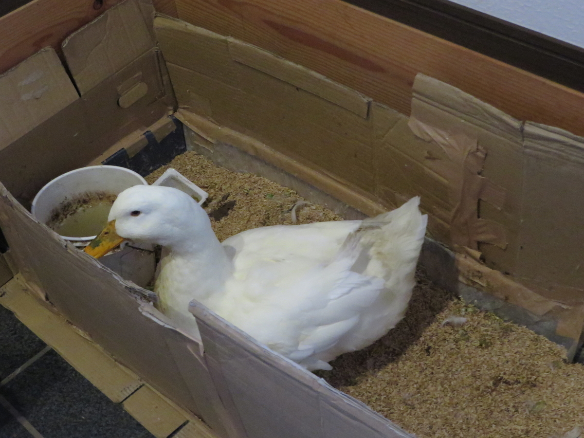 f:id:Okomeyasan:20200425185902j:plain