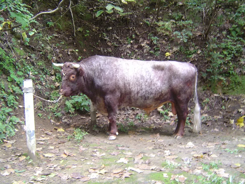 待機中の白毛の入った闘牛。強そうな体格だが目は優しい。