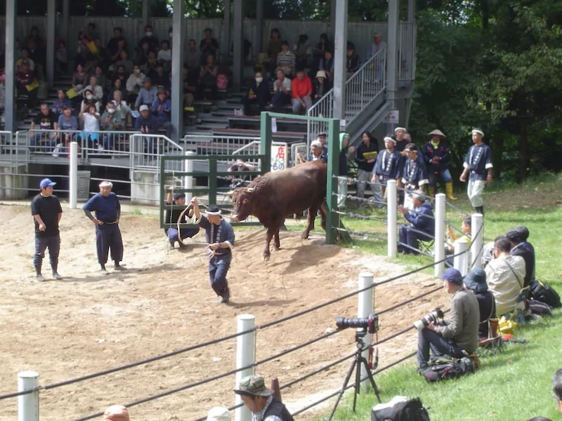 小千谷市の牛の角突きで、勢子にひかれた牛が入場してくる様子